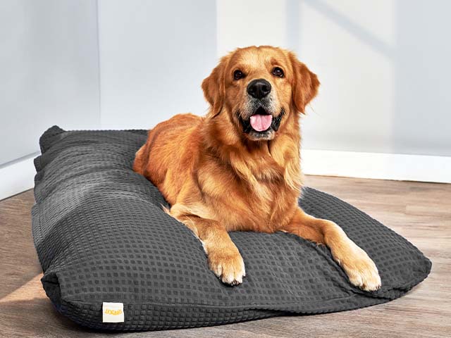 Buy Dog Beds Online for Large or Small Dogs Sleepycat