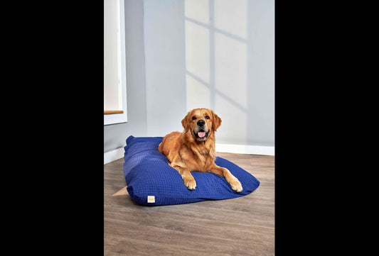 Why are beds necessary for dogs?