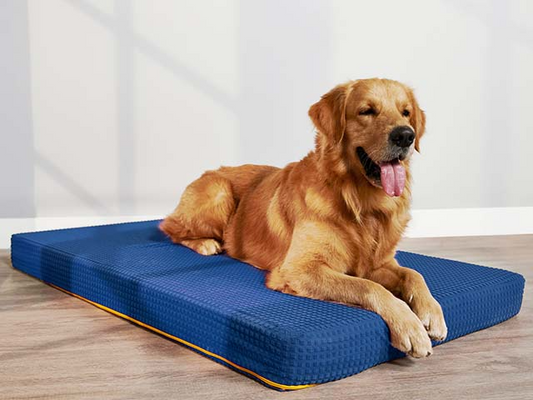 Orthopedic Dog Bed