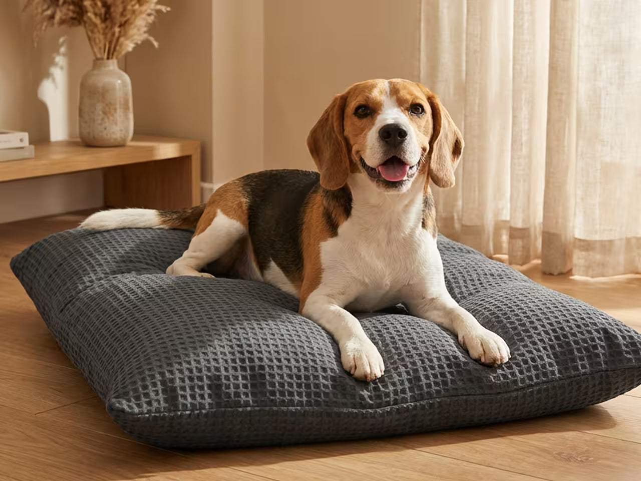 Beagle dog resting happily and comfortably on a large orthopedic dog bed