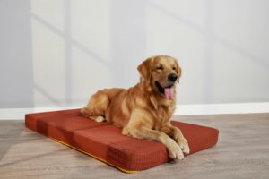 Best Dog Bed Online