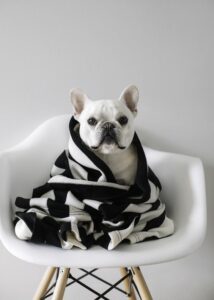 Dog Bed Online